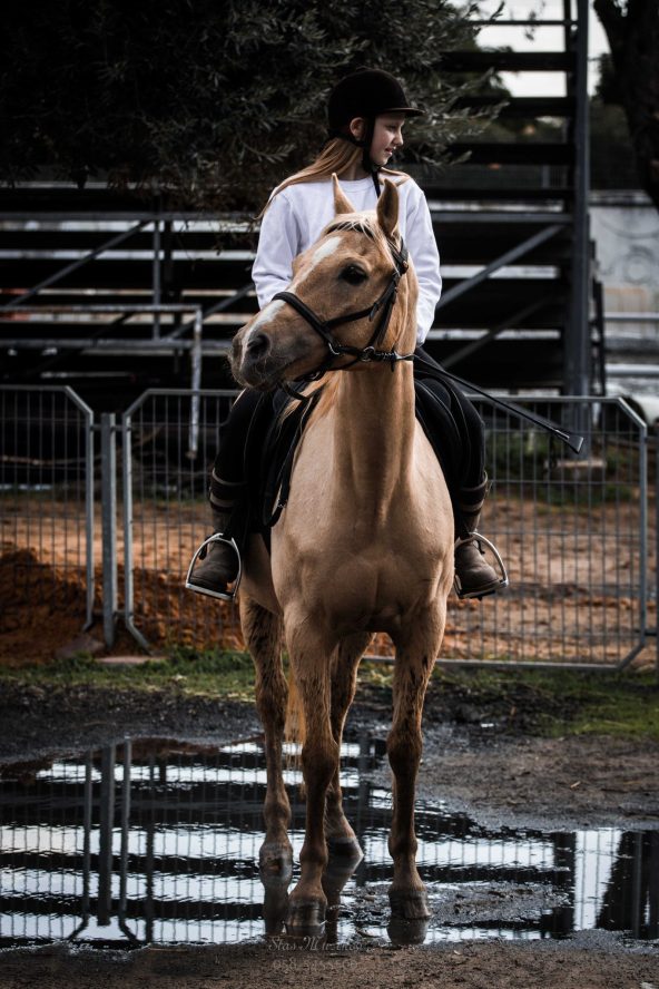 בוק בחוות סוסים